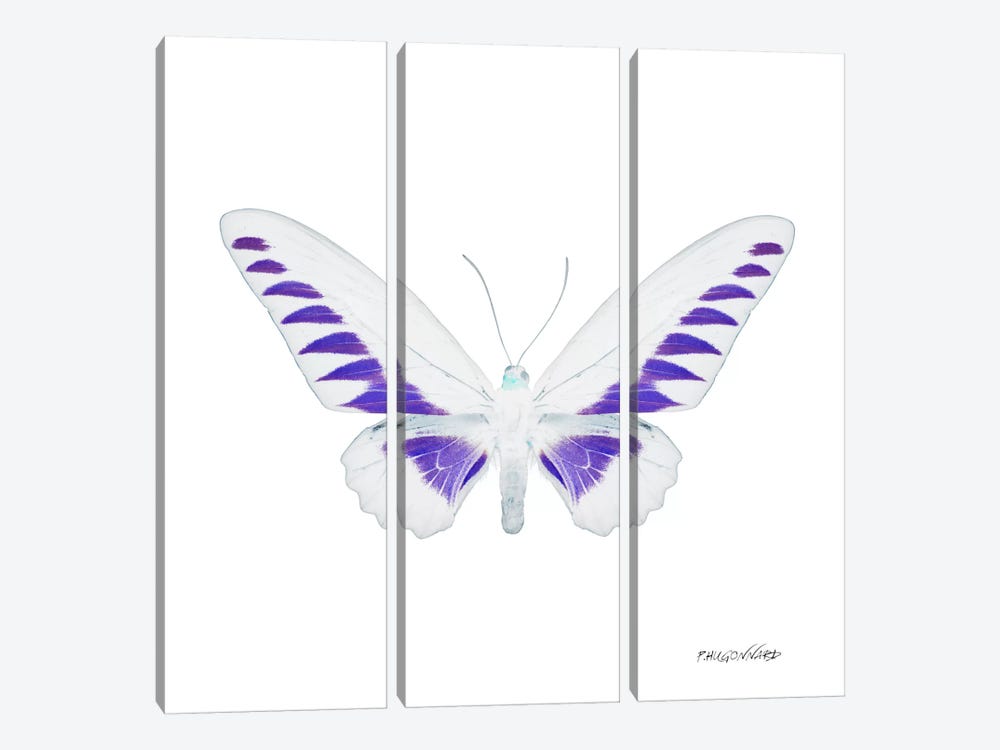 Miss Butterfly Brookiana X-Ray (White Edition) by Philippe Hugonnard 3-piece Canvas Art Print
