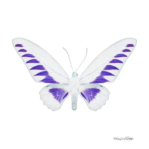 Color Pop Photography: Miss Butterfly Brookiana X-Ray (White Edition) by Philippe Hugonnard