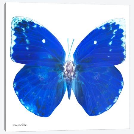 Miss Butterfly Catopsilia X-Ray (White Edition) Canvas Print #PHD302} by Philippe Hugonnard Canvas Print