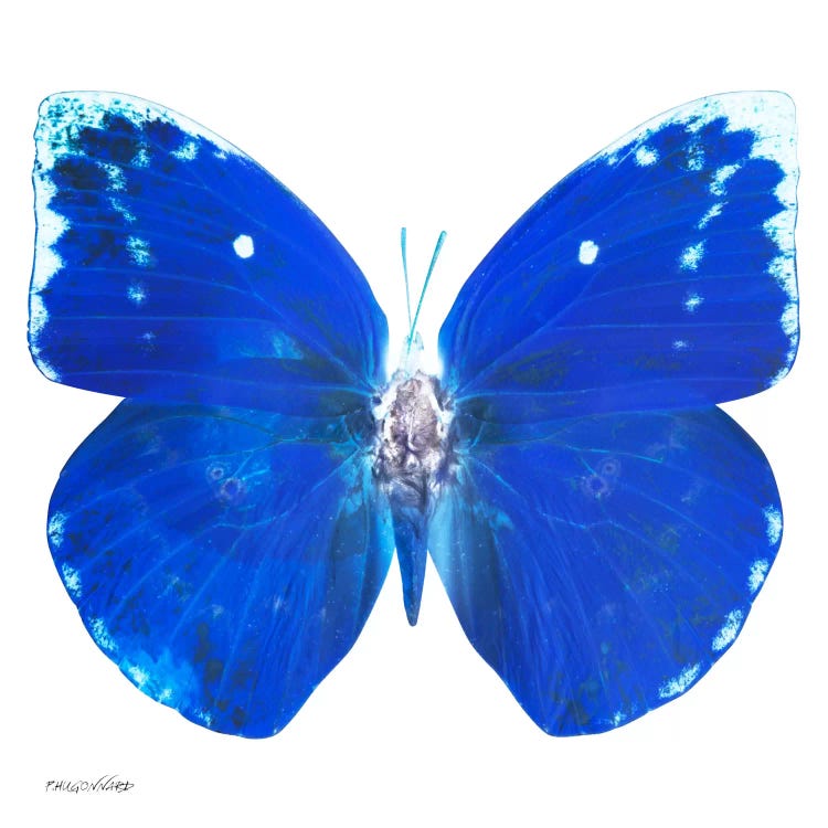 Miss Butterfly Catopsilia X-Ray (White Edition)