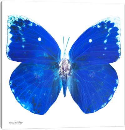 Miss Butterfly Catopsilia X-Ray (White Edition) Canvas Art Print