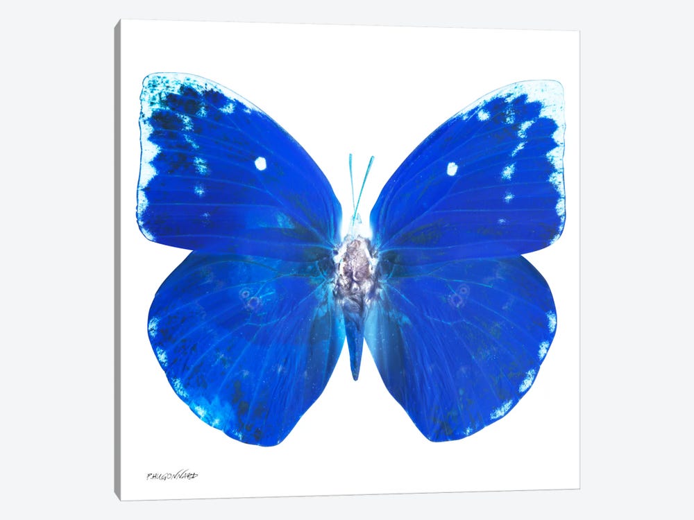 Miss Butterfly Catopsilia X-Ray (White Edition) by Philippe Hugonnard 1-piece Canvas Art