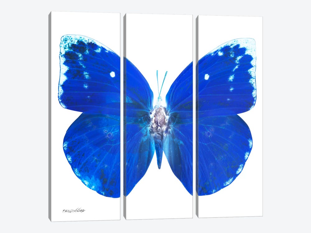 Miss Butterfly Catopsilia X-Ray (White Edition) by Philippe Hugonnard 3-piece Canvas Wall Art