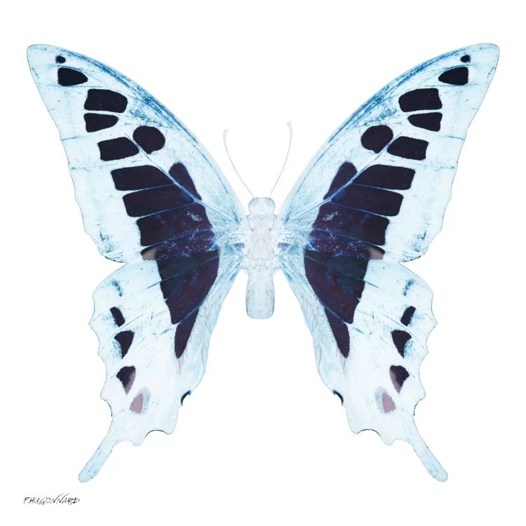 Miss Butterfly Cloanthus X-Ray (White Edition)