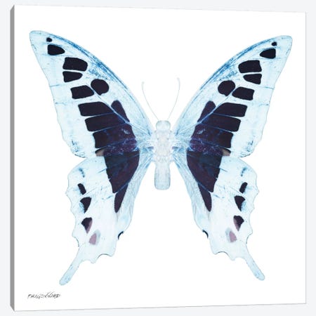Miss Butterfly Cloanthus X-Ray (White Edition) Canvas Print #PHD303} by Philippe Hugonnard Art Print