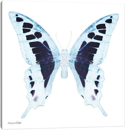 Miss Butterfly Cloanthus X-Ray (White Edition) Canvas Art Print - Color Pop Photography