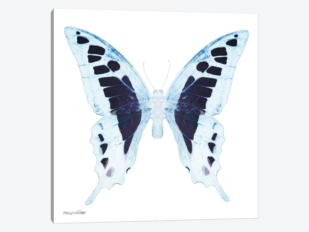 Miss Butterfly Cloanthus X-Ray (White Edition) by Philippe Hugonnard 1-piece Canvas Art Print