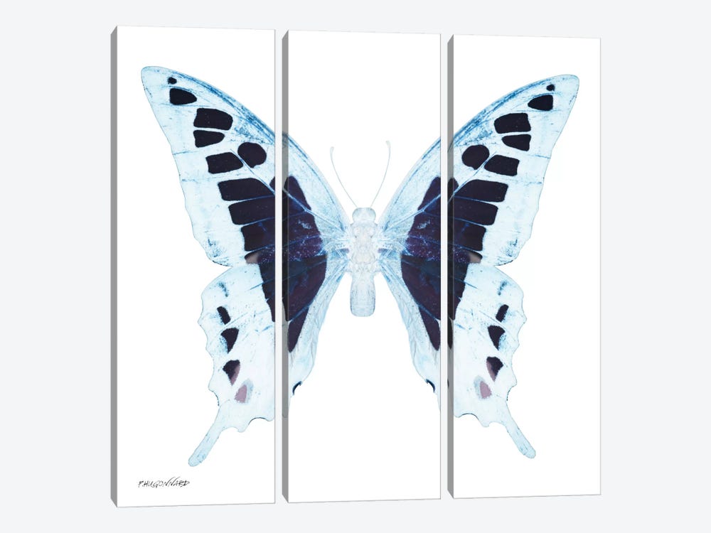 Miss Butterfly Cloanthus X-Ray (White Edition) by Philippe Hugonnard 3-piece Canvas Art Print