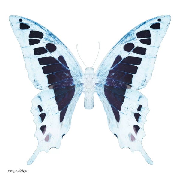 Color Pop Photography: Miss Butterfly Cloanthus X-Ray (White Edition) by Philippe Hugonnard