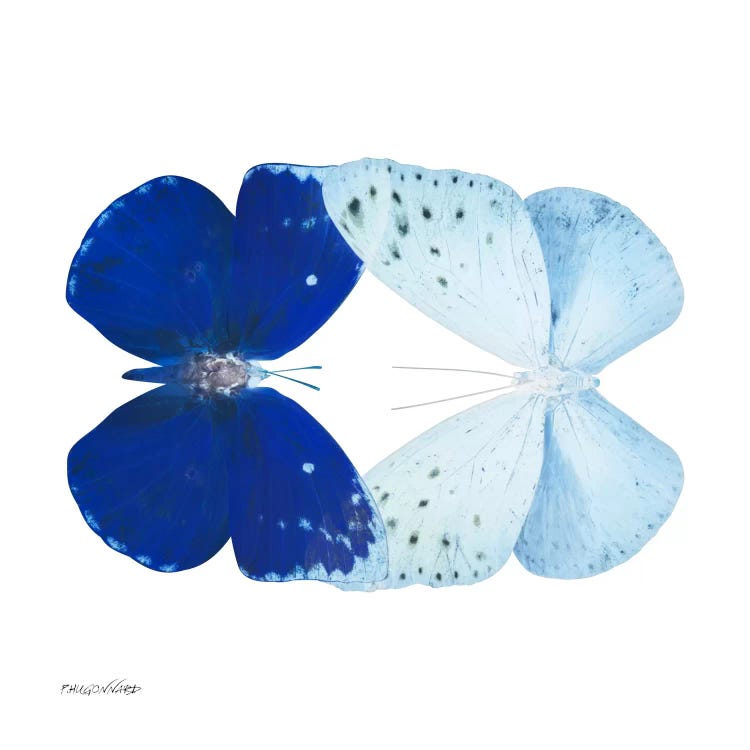 Miss Butterfly Catoploea Duo X-Ray (White Edition)