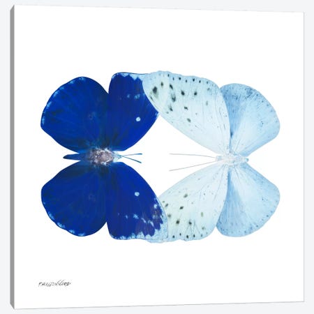 Miss Butterfly Catoploea Duo X-Ray (White Edition) Canvas Print #PHD304} by Philippe Hugonnard Canvas Wall Art