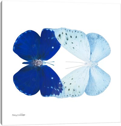 Miss Butterfly Catoploea Duo X-Ray (White Edition) Canvas Art Print - Miss Butterfly