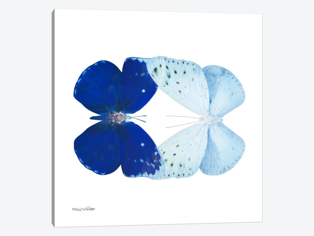 Miss Butterfly Catoploea Duo X-Ray (White Edition) by Philippe Hugonnard 1-piece Canvas Artwork