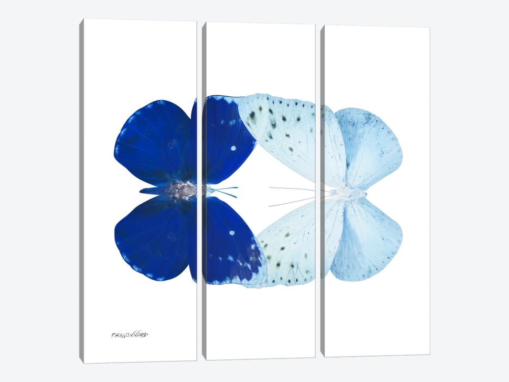 Miss Butterfly Catoploea Duo X-Ray (White Edition) by Philippe Hugonnard 3-piece Canvas Art