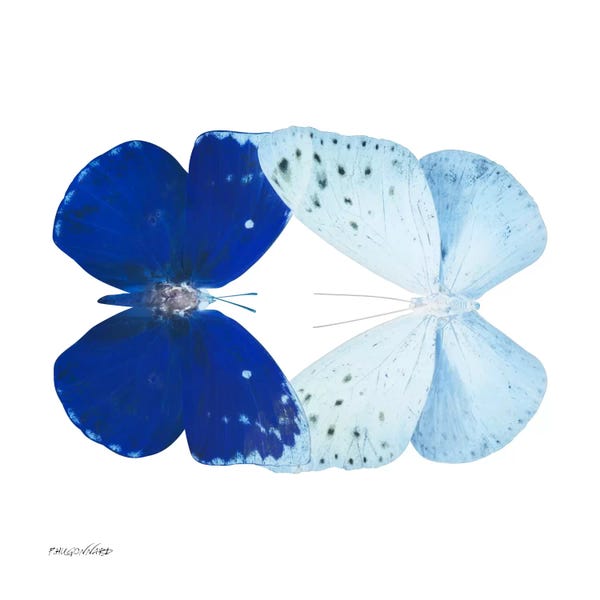 Color Pop Photography: Miss Butterfly Catoploea Duo X-Ray (White Edition) by Philippe Hugonnard