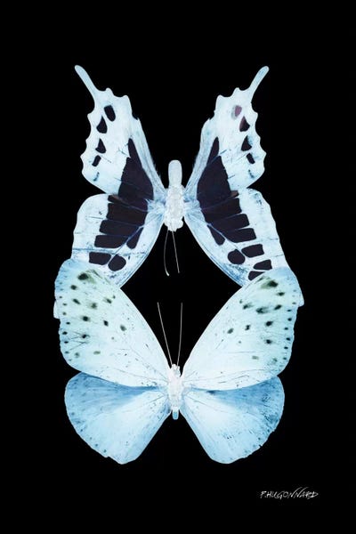 Miss Butterfly Euploanthus Duo X-Ray (Black Edition) by Philippe Hugonnard framed canvas print