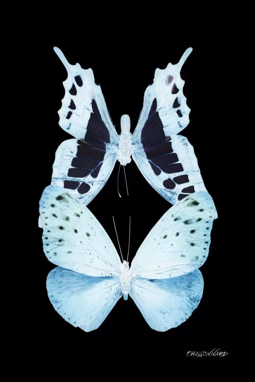 Miss Butterfly Euploanthus Duo X-Ray (Black Edition)
