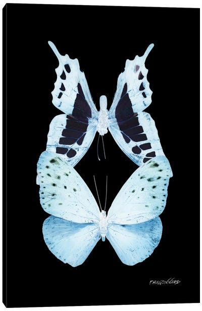 Miss Butterfly Euploanthus Duo X-Ray (Black Edition) Canvas Art Print - Miss Butterfly