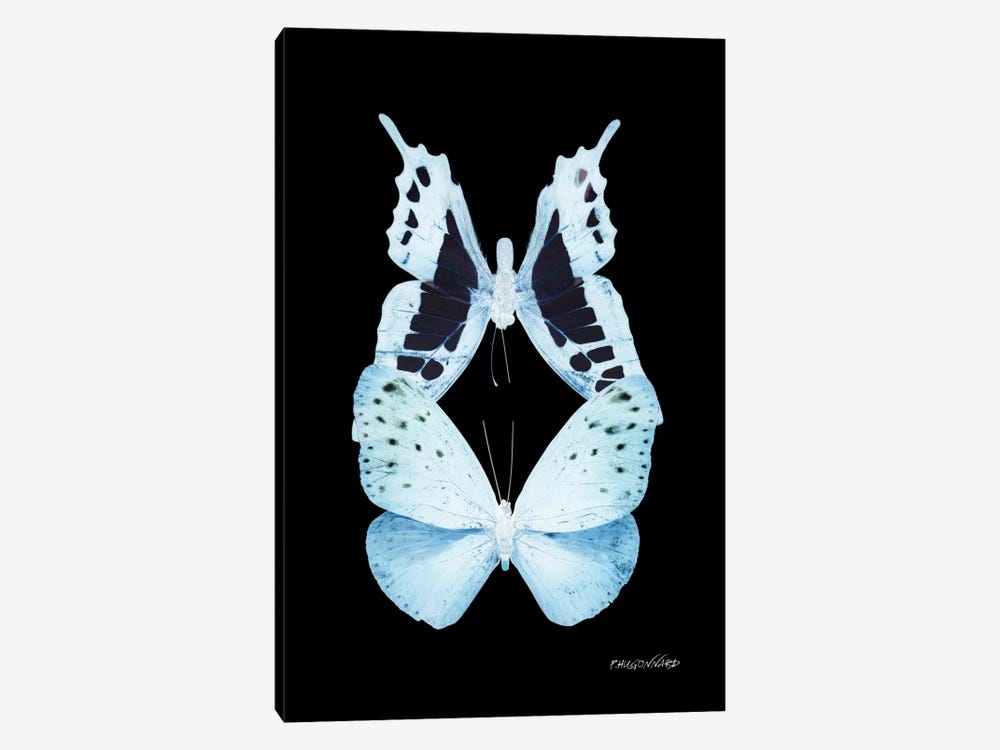 Miss Butterfly Euploanthus Duo X-Ray (Black Edition) by Philippe Hugonnard 1-piece Canvas Art Print