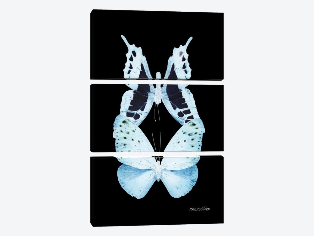 Miss Butterfly Euploanthus Duo X-Ray (Black Edition) by Philippe Hugonnard 3-piece Canvas Print