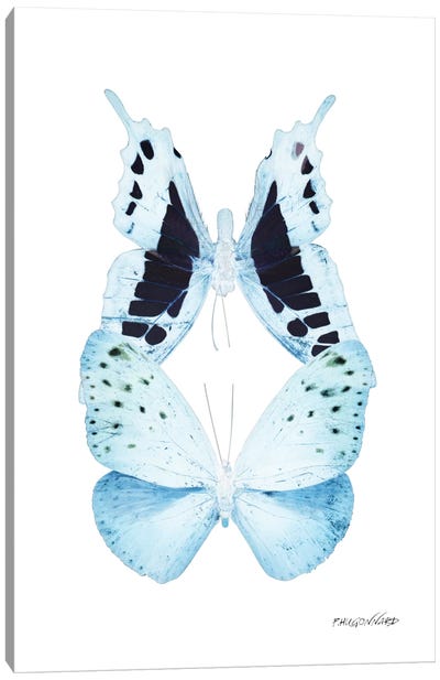 Miss Butterfly Euploanthus Duo X-Ray (White Edition) Canvas Art Print - Miss Butterfly