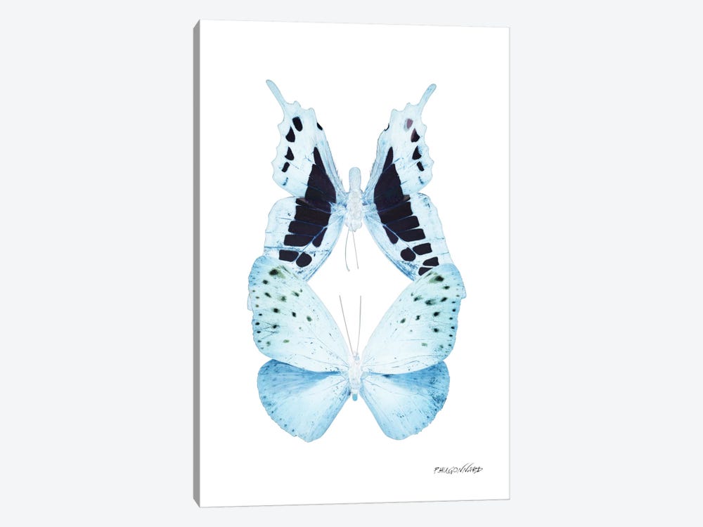 Miss Butterfly Euploanthus Duo X-Ray (White Edition) by Philippe Hugonnard 1-piece Canvas Wall Art