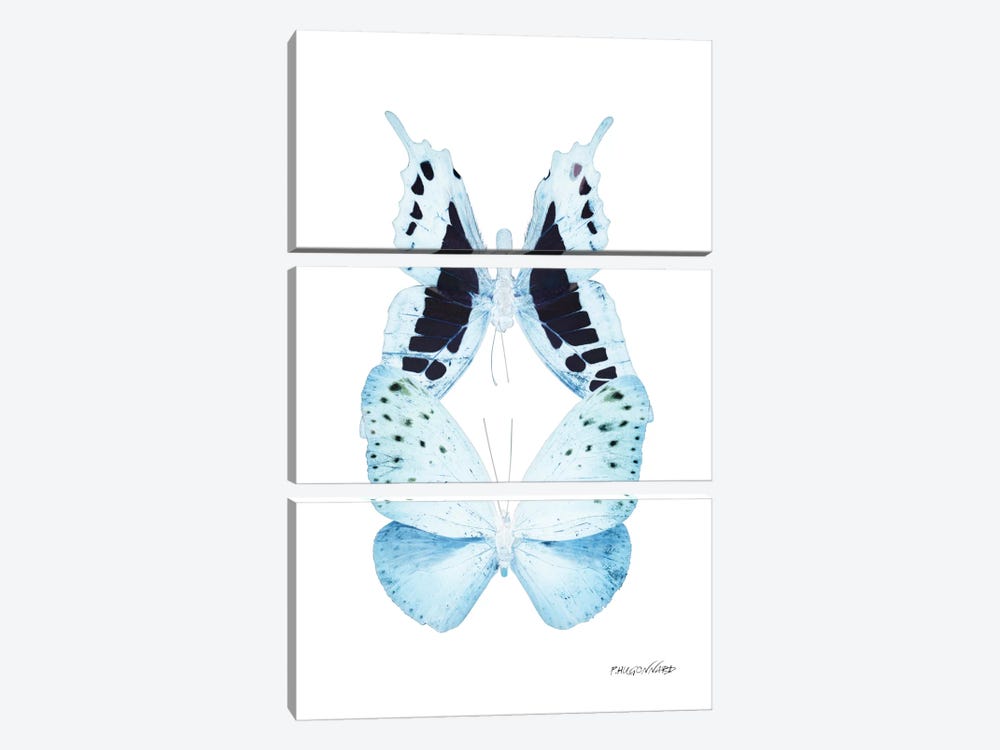 Miss Butterfly Euploanthus Duo X-Ray (White Edition) by Philippe Hugonnard 3-piece Canvas Art