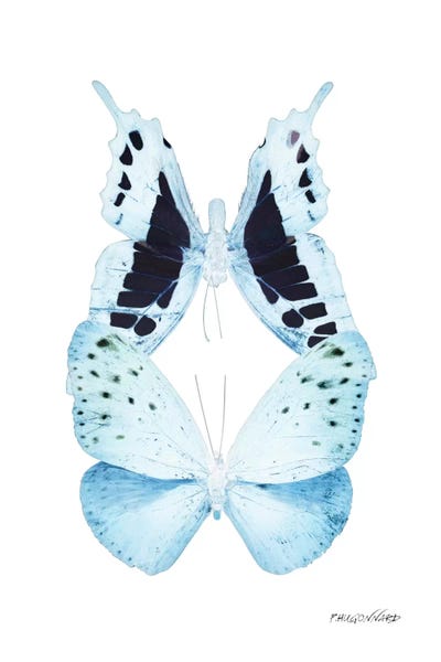 Color Pop Photography: Miss Butterfly Euploanthus Duo X-Ray (White Edition) by Philippe Hugonnard