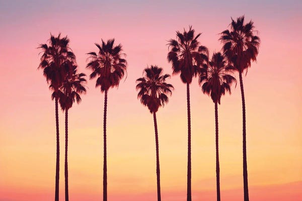 Fine Art Print: Malibu Sunset's Palm Trees by Philippe Hugonnard