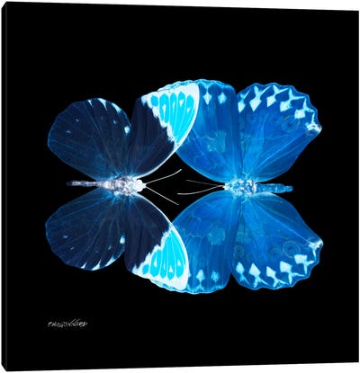 Miss Butterfly Formoia Duo X-Ray (Black Edition) Canvas Art Print - Miss Butterfly