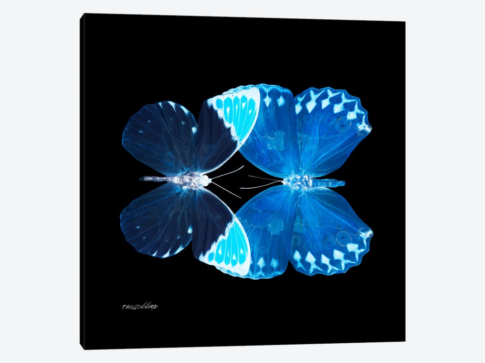 Miss Butterfly Formoia Duo X-Ray (Black Edition) by Philippe Hugonnard 1-piece Canvas Art Print