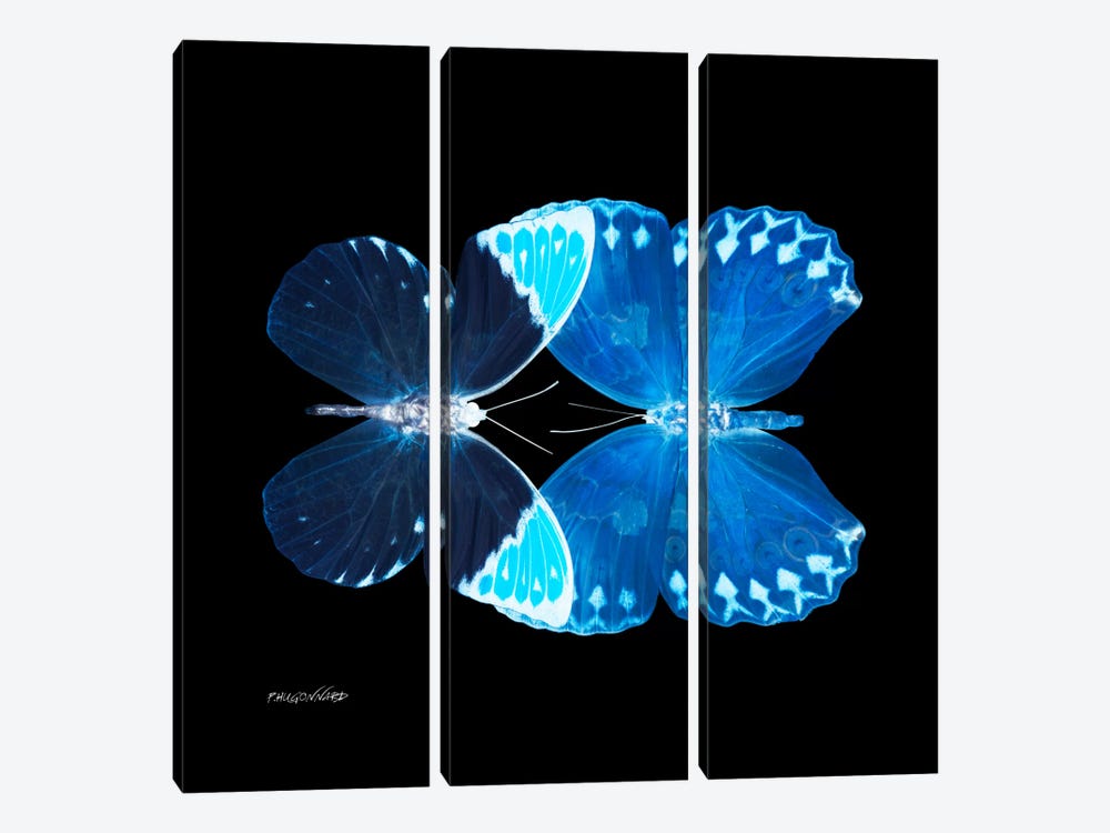 Miss Butterfly Formoia Duo X-Ray (Black Edition) by Philippe Hugonnard 3-piece Canvas Art Print