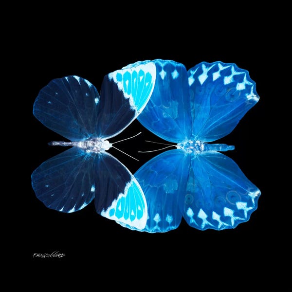 Color Pop Photography: Miss Butterfly Formoia Duo X-Ray (Black Edition) by Philippe Hugonnard