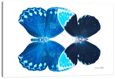 Miss Butterfly Heboformo Duo X-Ray (White Edition) Canvas Art Print