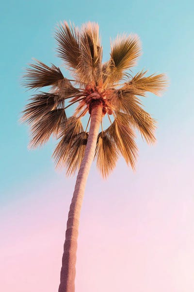 Fine Art Print: The Pastel Palm by Philippe Hugonnard