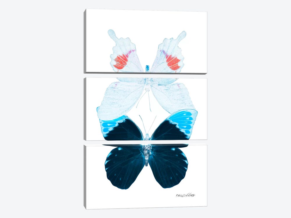 Miss Butterfly Hermosana Duo X-Ray (White Edition) by Philippe Hugonnard 3-piece Canvas Art Print
