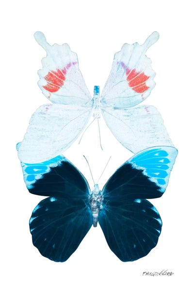 Color Pop Photography: Miss Butterfly Hermosana Duo X-Ray (White Edition) by Philippe Hugonnard