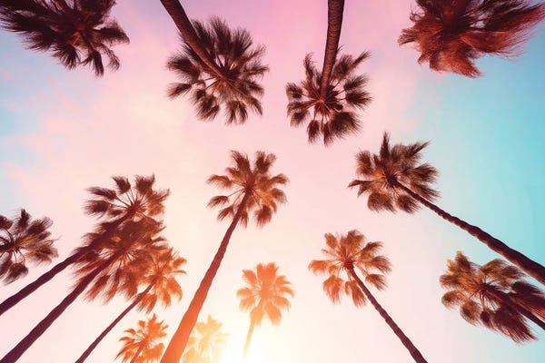 Palm Trees: Beverly Hills Sunset Palms by Philippe Hugonnard