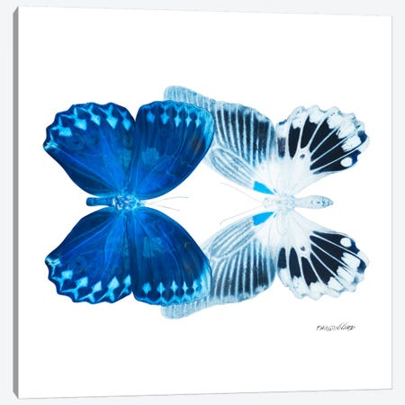 Miss Butterfly Memhowqua Duo X-Ray (White Edition) Canvas Print #PHD310} by Philippe Hugonnard Canvas Artwork