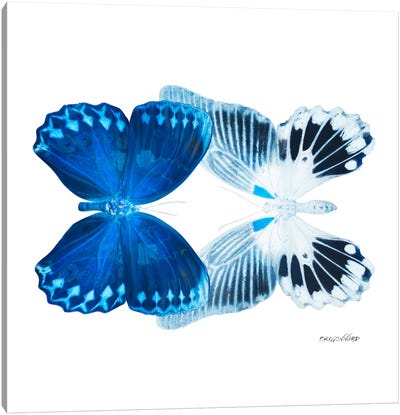 Miss Butterfly Memhowqua Duo X-Ray (White Edition) Canvas Art Print - Indigo & White 