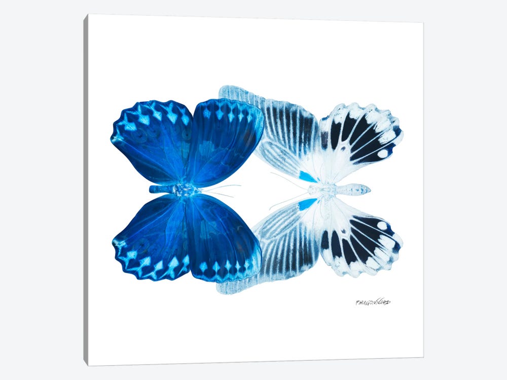 Miss Butterfly Memhowqua Duo X-Ray (White Edition) by Philippe Hugonnard 1-piece Art Print