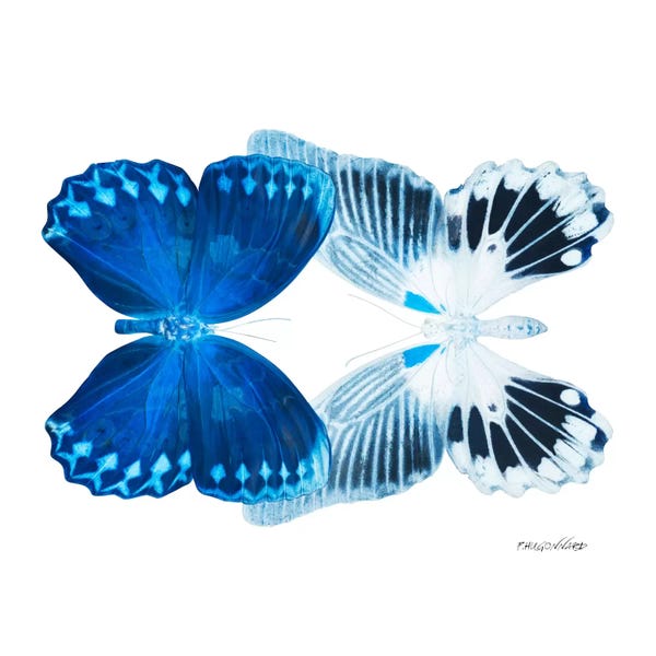 Color Pop Photography: Miss Butterfly Memhowqua Duo X-Ray (White Edition) by Philippe Hugonnard
