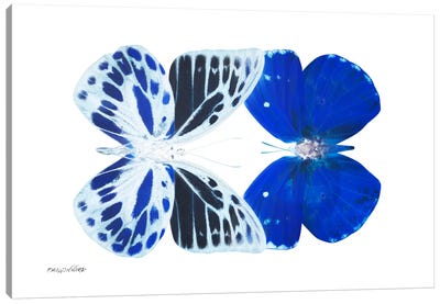 Miss Butterfly Priopomia Duo X-Ray (White Edition) Canvas Art Print - Miss Butterfly