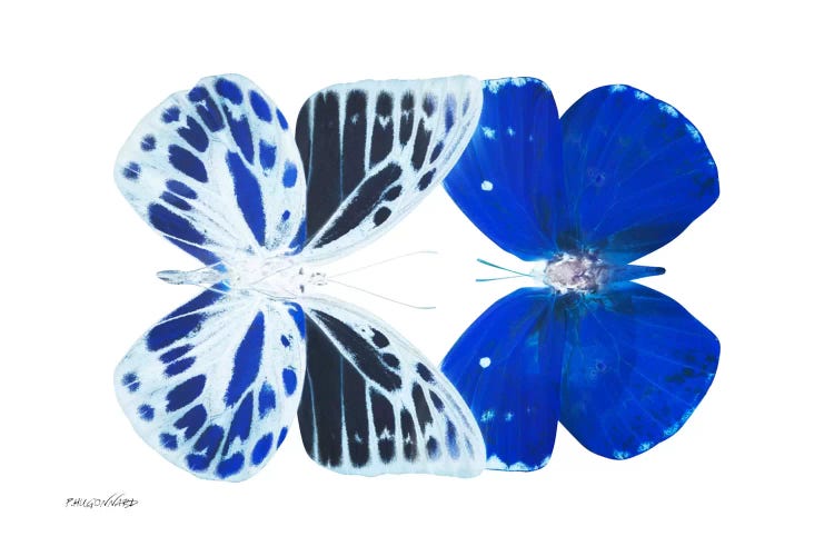 Miss Butterfly Priopomia Duo X-Ray (White Edition) by Philippe Hugonnard wall art