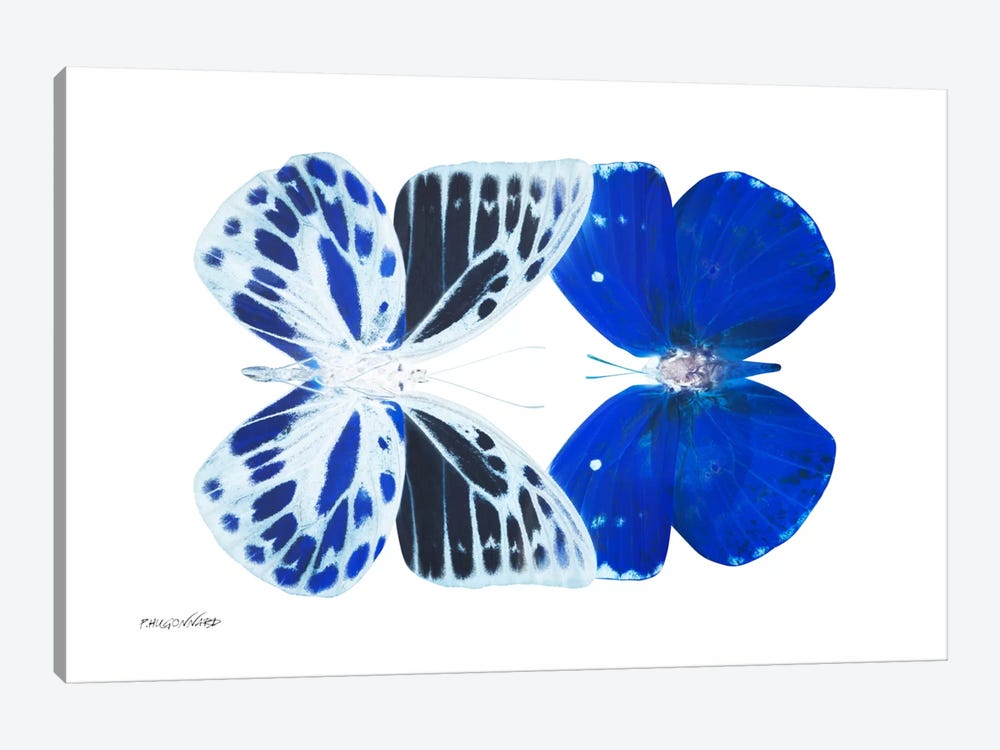 Miss Butterfly Priopomia Duo X-Ray (White Edition) by Philippe Hugonnard 1-piece Canvas Artwork