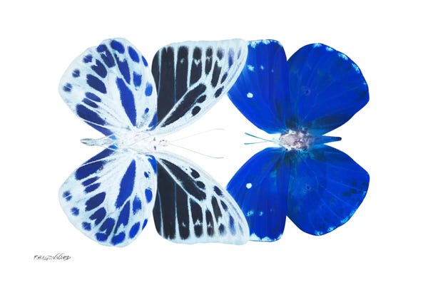 Color Pop Photography: Miss Butterfly Priopomia Duo X-Ray (White Edition) by Philippe Hugonnard