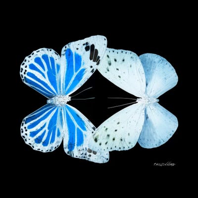 Miss Butterfly Salateuploea Duo X-Ray (Black Edition) by Philippe Hugonnard framed canvas print