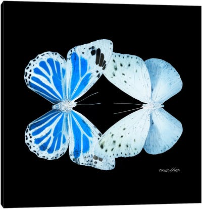 Miss Butterfly Salateuploea Duo X-Ray (Black Edition) Canvas Art Print
