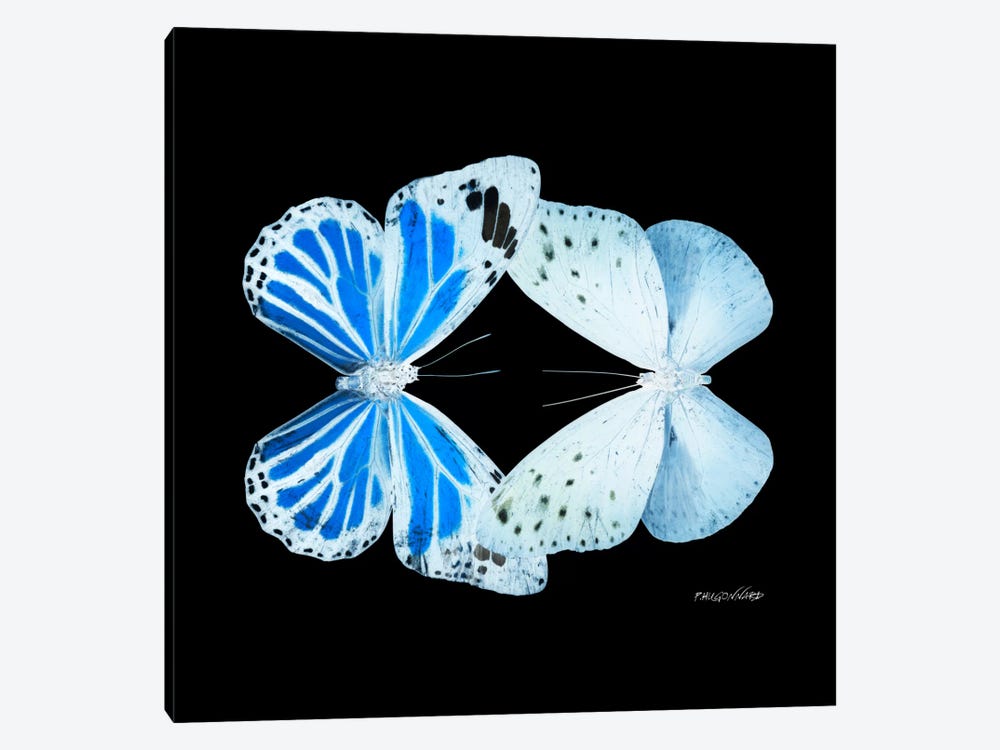 Miss Butterfly Salateuploea Duo X-Ray (Black Edition) by Philippe Hugonnard 1-piece Canvas Print