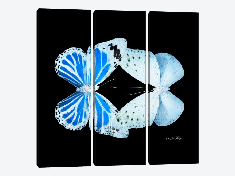 Miss Butterfly Salateuploea Duo X-Ray (Black Edition) by Philippe Hugonnard 3-piece Canvas Art Print